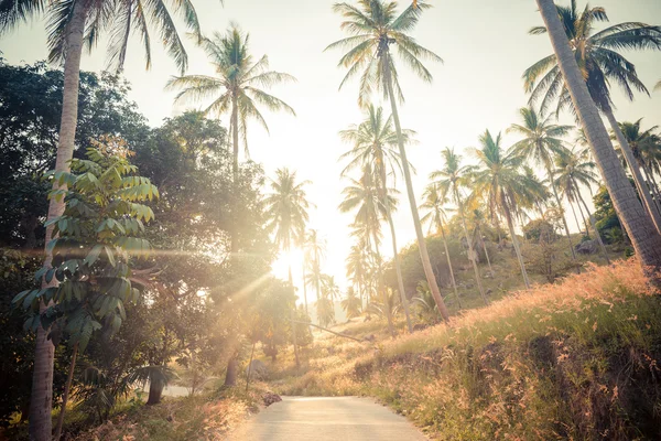 Palmy kokosowe na drodze — Zdjęcie stockowe