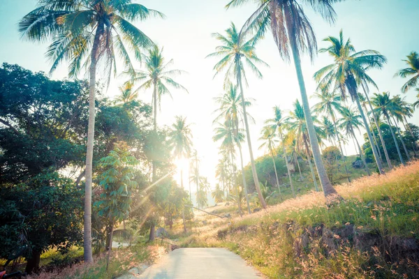 Kokosové palmy na silnici — Stock fotografie