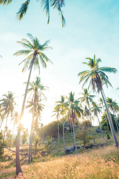 Hermoso fondo tropical con palmeras de coco . — Foto de Stock