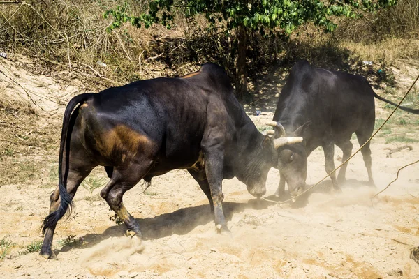 在战场上的战斗牛攻击。 — 图库照片