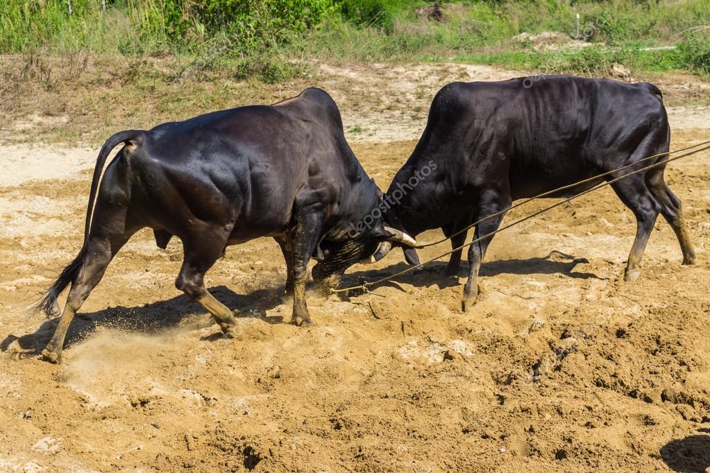 Bull fighting on soil field. — Stock Photo © benedixs 75128051