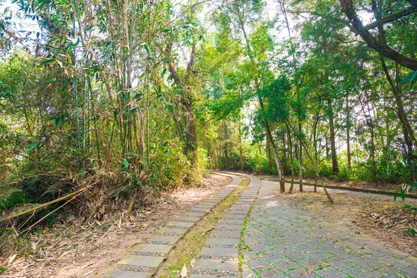 Caminho nas montanhas de verão. Através da árvore verde — Fotografia de Stock