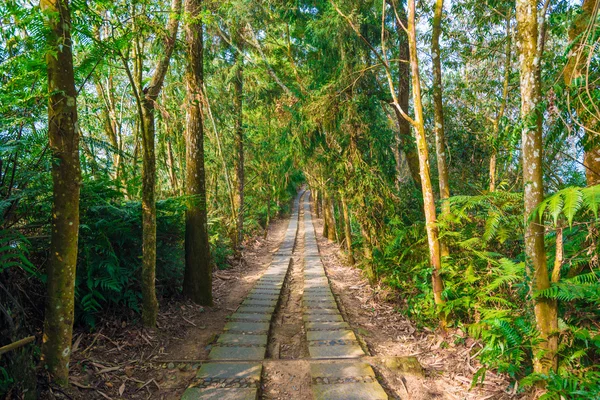 Pathway in summer mountains. Through the green tree — Stock Photo, Image