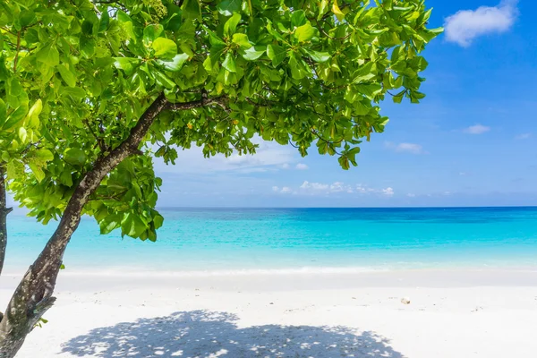 Green tree on white sand beach blue sky. — Stock Photo, Image