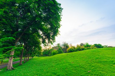 Bangkok şehir parkının ağaçları ile yeşil çim