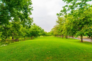 Bangkok şehir parkının ağaçları ile yeşil çim