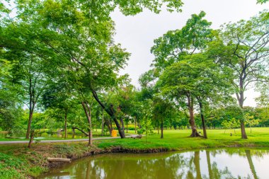Bangkok şehir parkının ağaçları ile yeşil çim