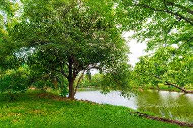 Bangkok şehir parkının ağaçları ile yeşil çim