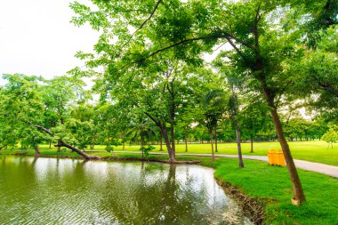 Bangkok şehir parkının ağaçları ile yeşil çim