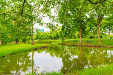 Bangkok şehir parkının ağaçları ile yeşil çim