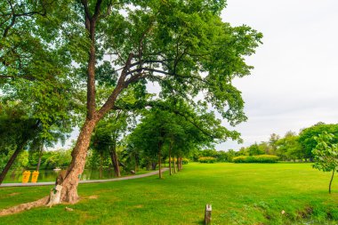 Bangkok şehir parkının ağaçları ile yeşil çim