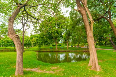 Bangkok şehir parkının ağaçları ile yeşil çim