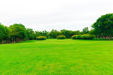Şehir Parkı, güzel park ağacında yeşil çim