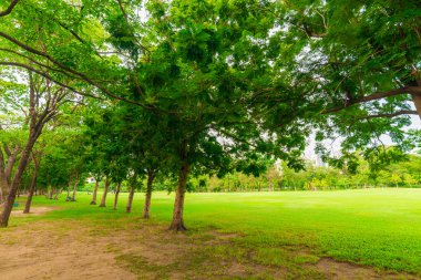 Bangkok şehir parkının ağaçları ile yeşil çim
