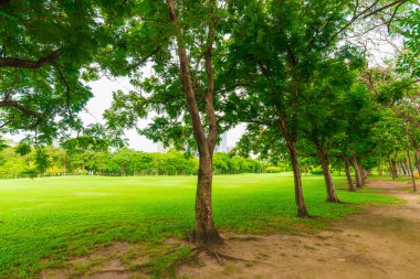 Şehir Parkı, güzel park ağacında yeşil çim