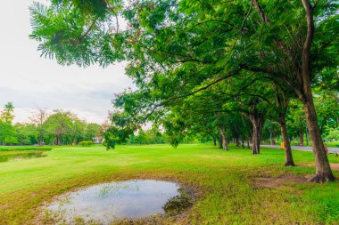Bangkok şehir parkının ağaçları ile yeşil çim