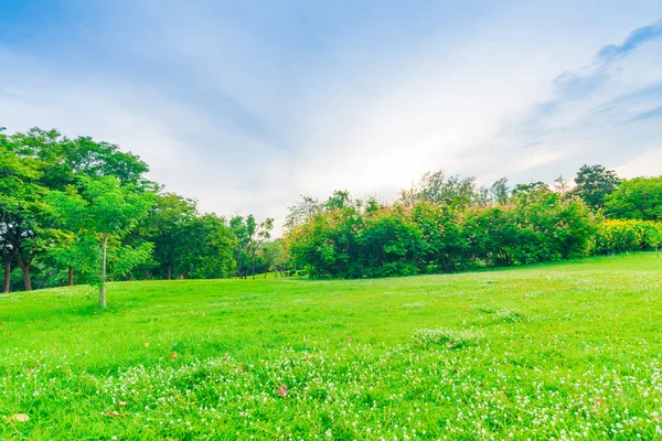 Bangkok şehir parkının ağaçları ile yeşil çim