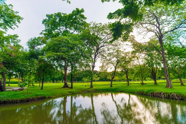 Césped verde con árbol en el parque de la ciudad, hermoso parque — Foto de Stock