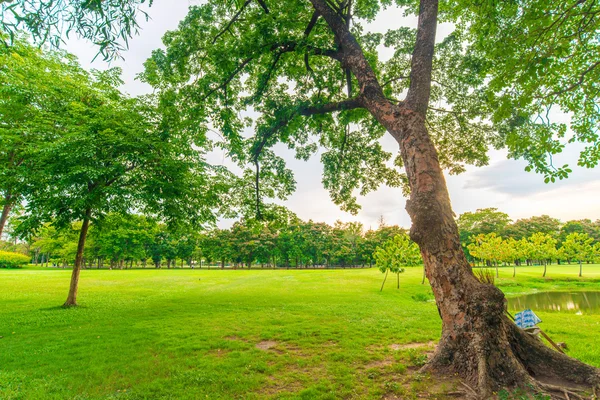 Grön gräsmatta med träd i stadsparken, vacker park — Stockfoto