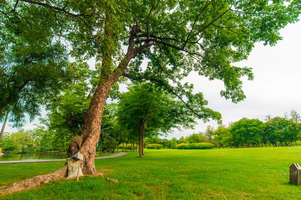 Césped verde con árbol en el parque de la ciudad, hermoso parque —  Fotos de Stock