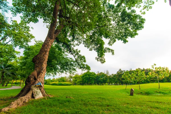 Zelený trávník se stromy v parku města bangkok — Stock fotografie