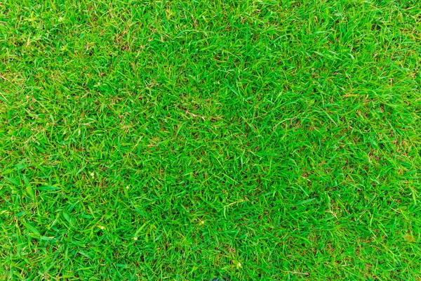 Beautiful green grass texture — Stock Photo, Image