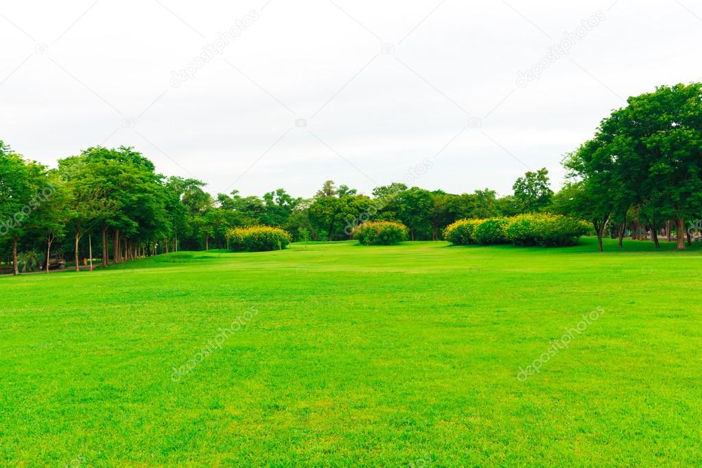 Green lawn with tree in city park, Beautiful park