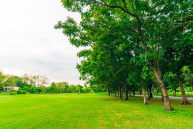 Bangkok şehir parkının ağaçları ile yeşil çim