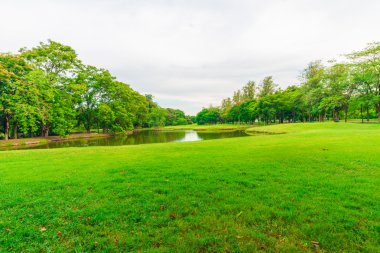Bangkok şehir parkının ağaçları ile yeşil çim