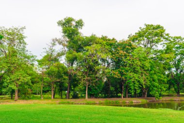 Bangkok şehir parkının ağaçları ile yeşil çim