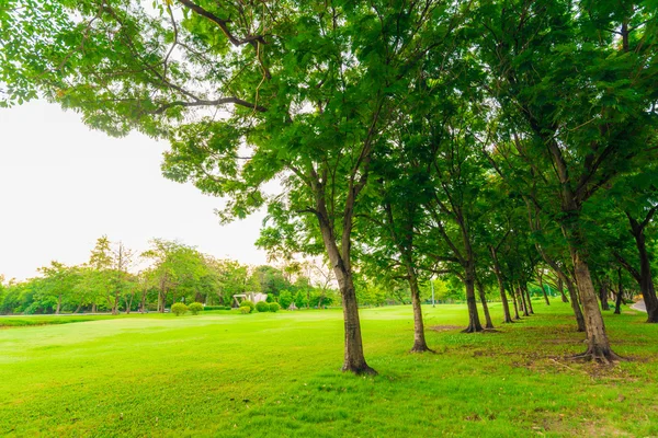 Bangkok şehir parkının ağaçları ile yeşil çim