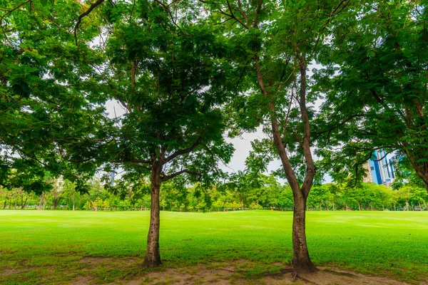 Зеленая лужайка с деревьями в парке города Бангкок — стоковое фото