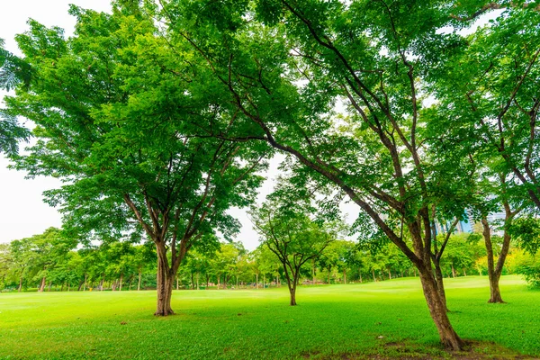 Зелений газон з дерева в парку міста Бангкок — стокове фото