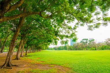 Genel park ağaç ve gökyüzü ile açık yeşil