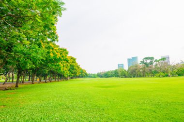 Güzel yeşil park ve çayır