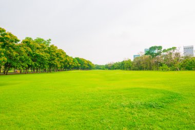 Güzel yeşil park ve çayır