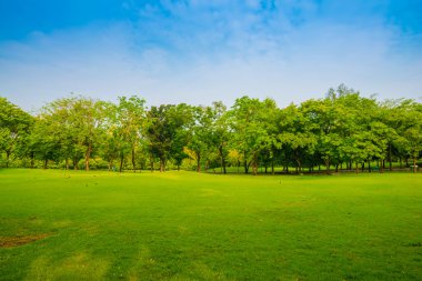 Güzel yeşil park ve çayır