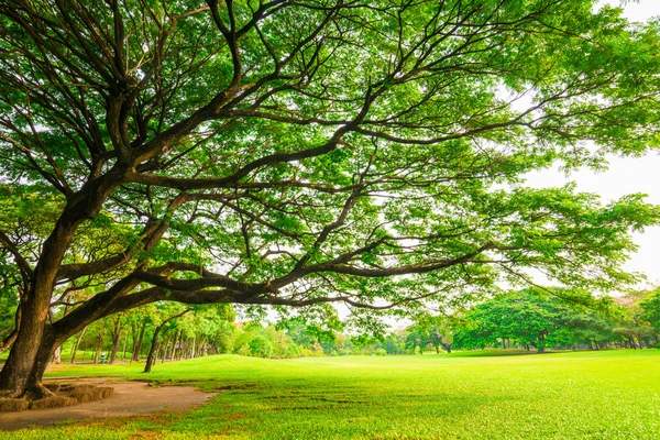 Zielony park publiczny odkryty z drzewa i niebo — Zdjęcie stockowe