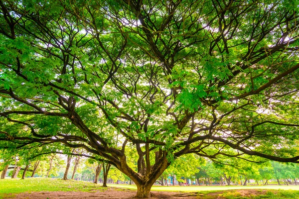 Parque público verde al aire libre con árbol y cielo —  Fotos de Stock