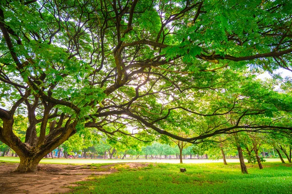 Grön offentlig park utomhus med träd och himmel — Stockfoto