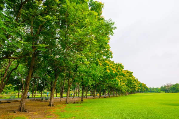 Green public park outdoor with tree and  sky — Stock Photo, Image