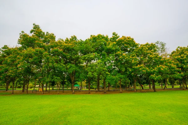 Grön offentlig park utomhus med träd och himmel — Stockfoto