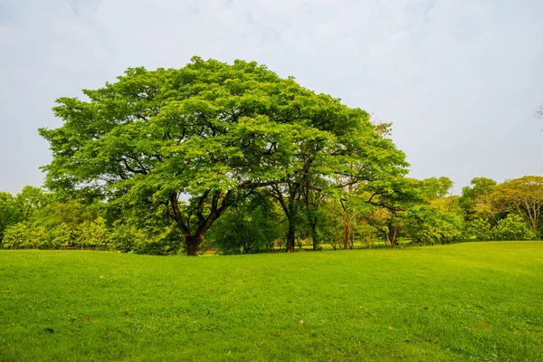 Güzel yeşil park ve çayır