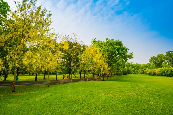 Güzel yeşil park ve çayır