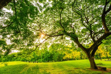 Genel park ağaç ve gökyüzü ile açık yeşil