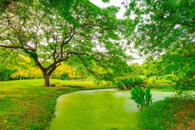 Genel park ağaç ve gökyüzü ile açık yeşil