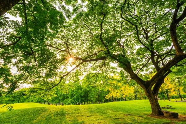 Zelený veřejný park venkovní strom a obloha — Stock fotografie