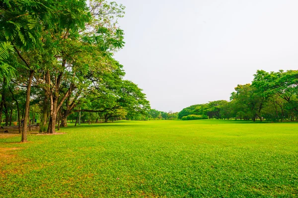 Parque público verde al aire libre con árbol y cielo —  Fotos de Stock