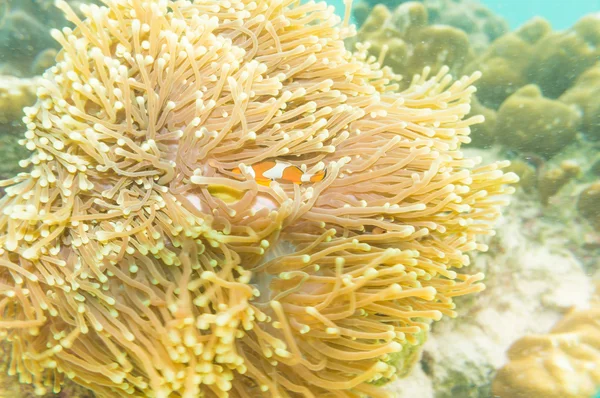 Clownfisk simma i tentakler av dess anemone hem. — Stockfoto