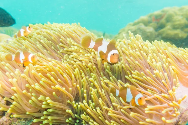 Clownfish swimming in tentacles of its anemone home. — Stock Photo, Image